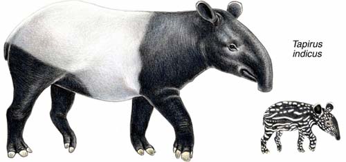 Schabrackentapir